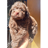 Cachorra French Poodle Chocolate Colombia Animal Pets 