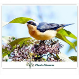 100 Sementes Calicarpa (callicarpa Reevesii) - Atrai Aves
