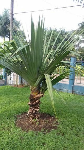 10 Palmeras Pandanus Pequeñas Con Envio