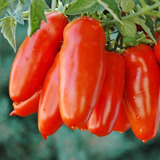 30 Semillas Tomate San Marzano Reliquia Italia Autentico