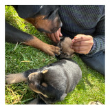 Cachorros    Rottweiler  Enrrrazados Con Fira Brasilero