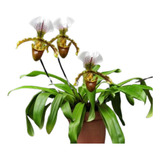 Flor Orquidea Sapatinho Paphiopedilum Planta Adulta