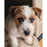 Jack Russell Terrier Inscritos Consultar Disponibilidad Porf