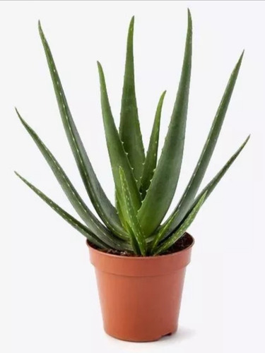 Linda Muda De Babosa Aloe Vera 