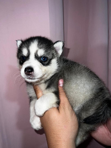 Hermosos Cachorros Pomsky Perros En Venta Medellín La Ceja 