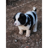 Cachorros Akita Americanos