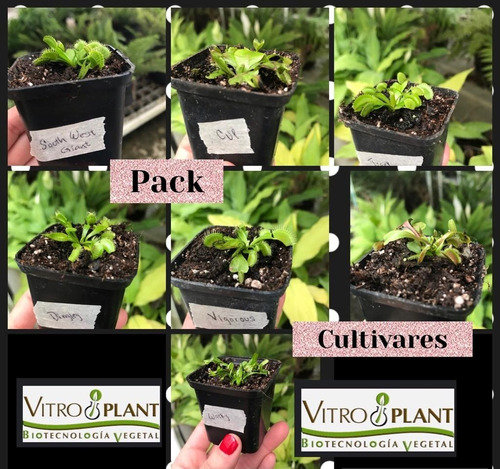 Pack Cultivares Dionaea Muscípula / Carnívora Vitroplant