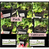 Pack Cultivares Dionaea Muscípula / Carnívora Vitroplant