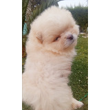 Pomerania Macho Cachorro Inscrito 