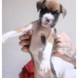 Cachorras Boxer ;!