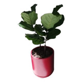 Combo Decoración De Interiores Ficus Pandurata - Lyrata