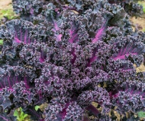 Semillas De Kale Crespo Morado Ideal Huerta O Maceta