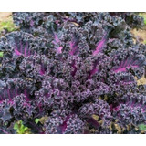 Semillas De Kale Crespo Morado Ideal Huerta O Maceta