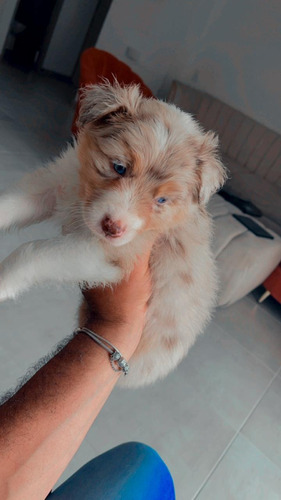 Cachorros Border Collie