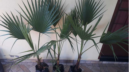 Palmeira Washingtonia De 60 A 80 Cm 1 Muda