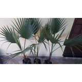 Palmeira Washingtonia De 60 A 80 Cm 1 Muda