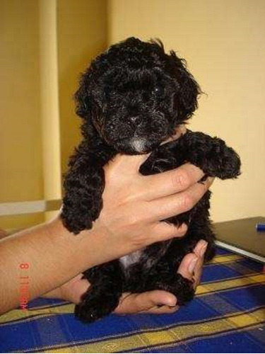 Cachorro Caniche Mini Toy Negro 011