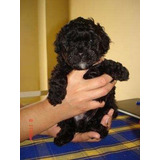 Cachorro Caniche Mini Toy Negro 011