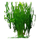 Vallisneria Planta Aquática Natural Low Tech - 10 Unidades