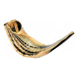 Shofar Chifre De Carneiro De Tocar - 34 A 36 Cm - De Israel