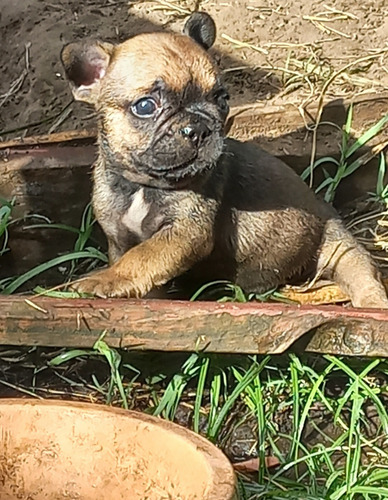 Cachorros Bulldog Francés Con Kca