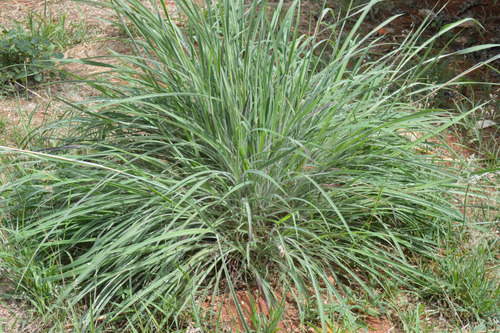 1 Kg Semilla De Pasto Andropogon Gayanus, Llanero Cod 115