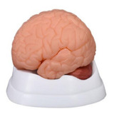 Modelo Del Cerebro, Disectible En 9 Partes.