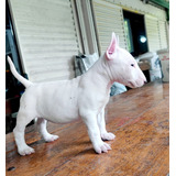 Cachorros Bull Terrier Hembras