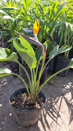 Strelitzia Reginae(flor De Pajarito Naranja) 10 Lts Nat. Act