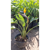 Strelitzia Reginae(flor De Pajarito Naranja) 10 Lts Nat. Act