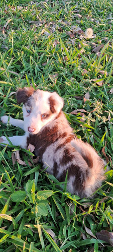 Border Collie Macho Red Merle Olhos Azuis Para Reserva