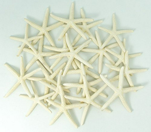 Trituración Náutica Starfish | 20 White Finger Starfish 2 \x