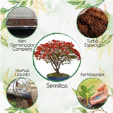 40 Semillas De Bonsái Acacia Roja + Kit De Germinación Espec