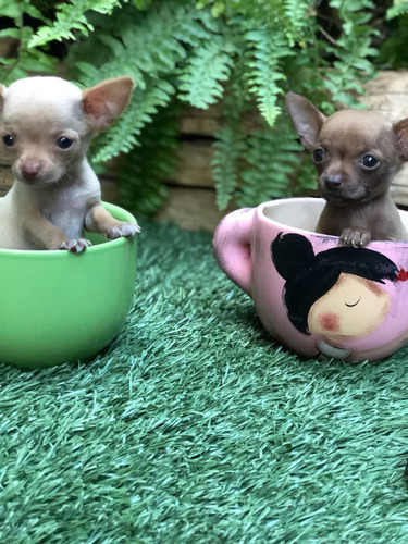 Cachorros  Chihuahua  Super  Mini  Fotos  Reales.
