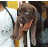 Cachorro Labrador Chocolate