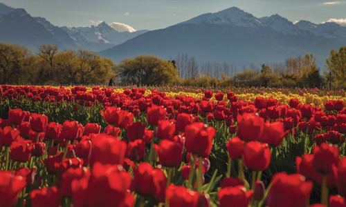 15- Tulipanes De Trevelin, Chubut 33 X 49cm.