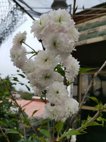 Cerezo Japonés Sakura Boble Pétalo Rosa Blanco 70 A 80 Cm 