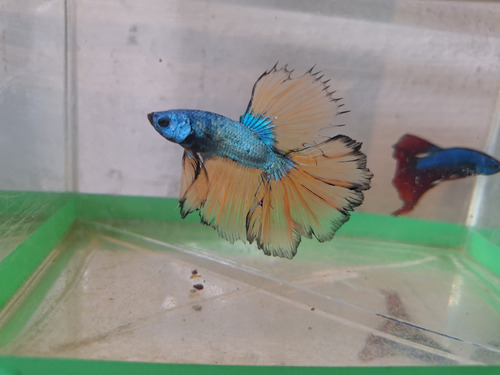 Peixe Betta De Linhagem Mustard Gas Lt Macho + Brinde