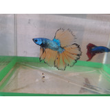 Peixe Betta De Linhagem Mustard Gas Lt Macho + Brinde