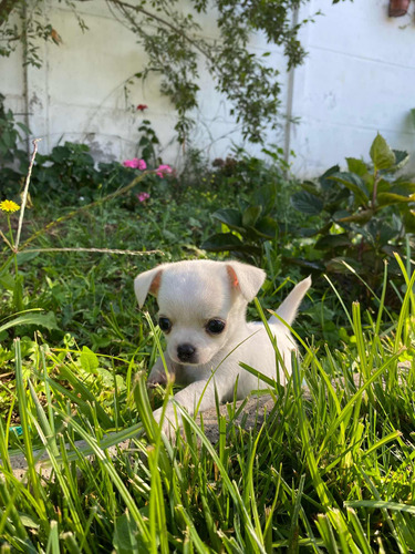 Chihuahua Macho Blanco Inscrito Kennel Club De Chile 