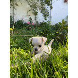 Chihuahua Macho Blanco Inscrito Kennel Club De Chile 