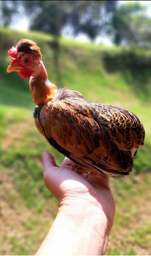 Ovos (07 Un) Garnizé Galinha Zé Zézinho Polaco