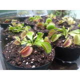 Dionaea Muscipula Med- Planta Carnivora-venus Atrapamoscas