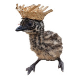 7 Und Filhotes Emu Australiano  
