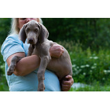 Arrebatadorlinaje Campeones Weimaraner Selectos