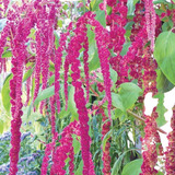 500 Sementes De Amaranto Love Lies Bleeding Panc Flor