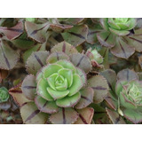 Aeonium Mascaense - Suculenta Rosa Viejo - Colección 