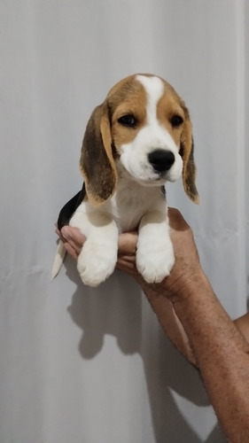 Beagle