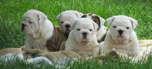 Bulldog Ingles Cachorros Criadero Optativos A Pedigree Azul 