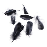 Plumas Decorativas De Ganso 10 A 12 Cm Bolsa Con 14 Gr